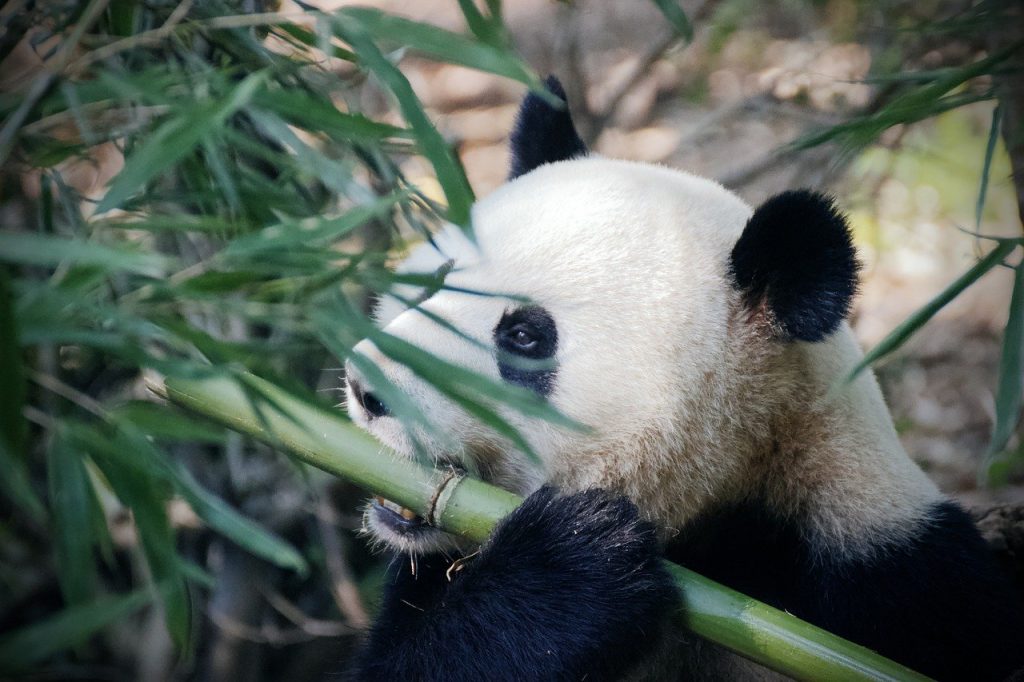 panda, pandabear, bamboo-4461766.jpg